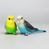 1PC Simulation Forest Parrot Figures Miniature