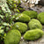 1PC Simulation Forest Parrot Figures Miniature
