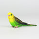1PC Simulation Forest Parrot Figures Miniature